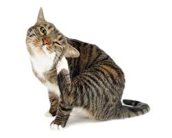 Allergy Treatment For Cats
